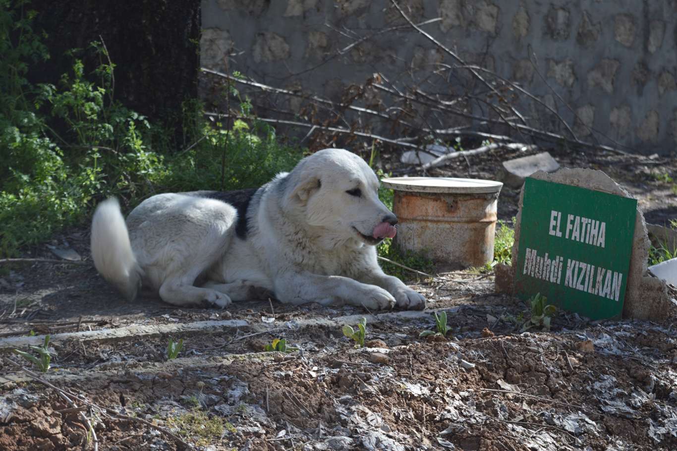 Siirt halkı sokak köpeklerinin yeni gömülen çocuk mezarlarını eşelemesinden endişeli